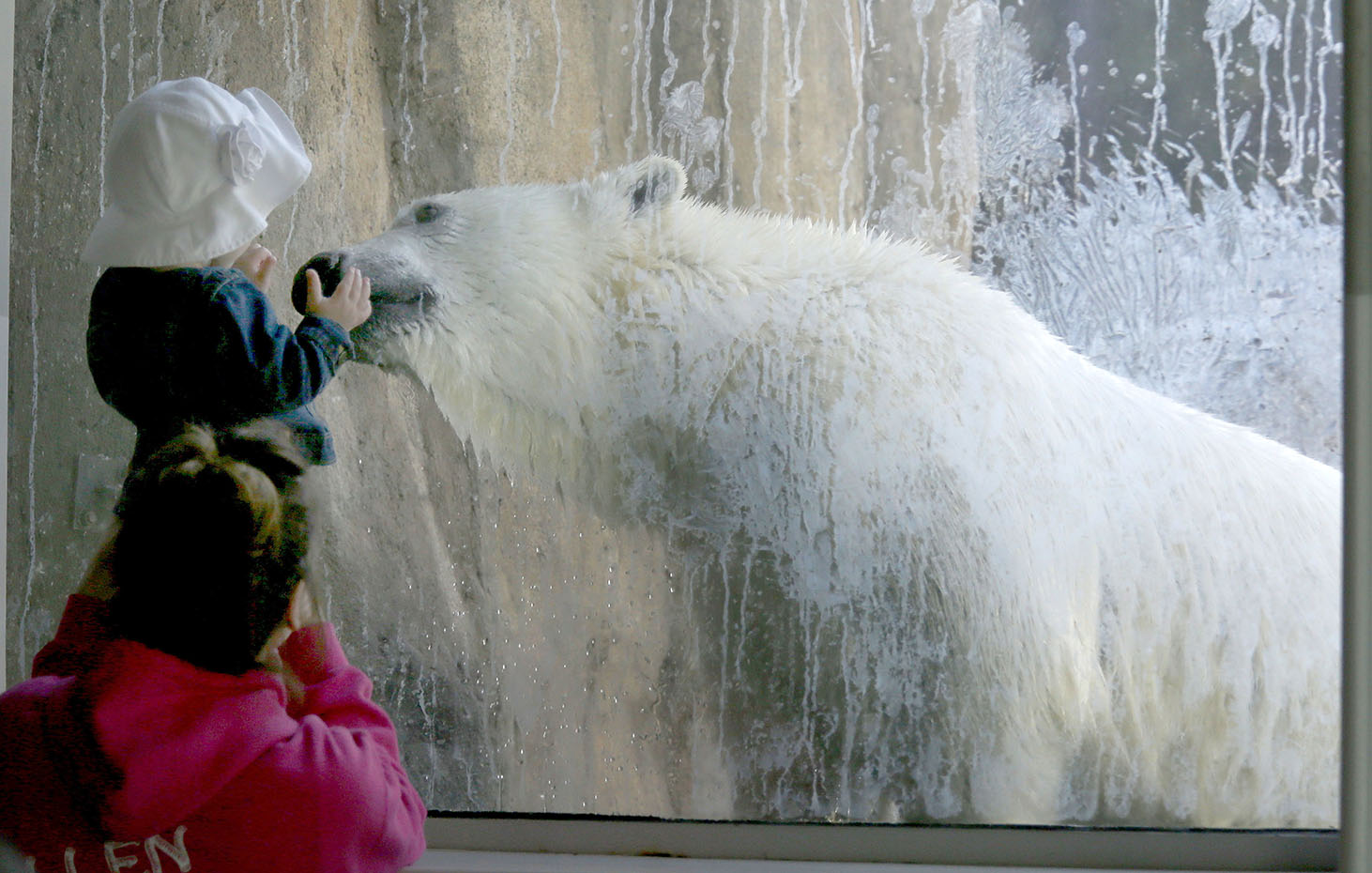 Toledo Zoo’s playful polar bear being transferred - The Blade