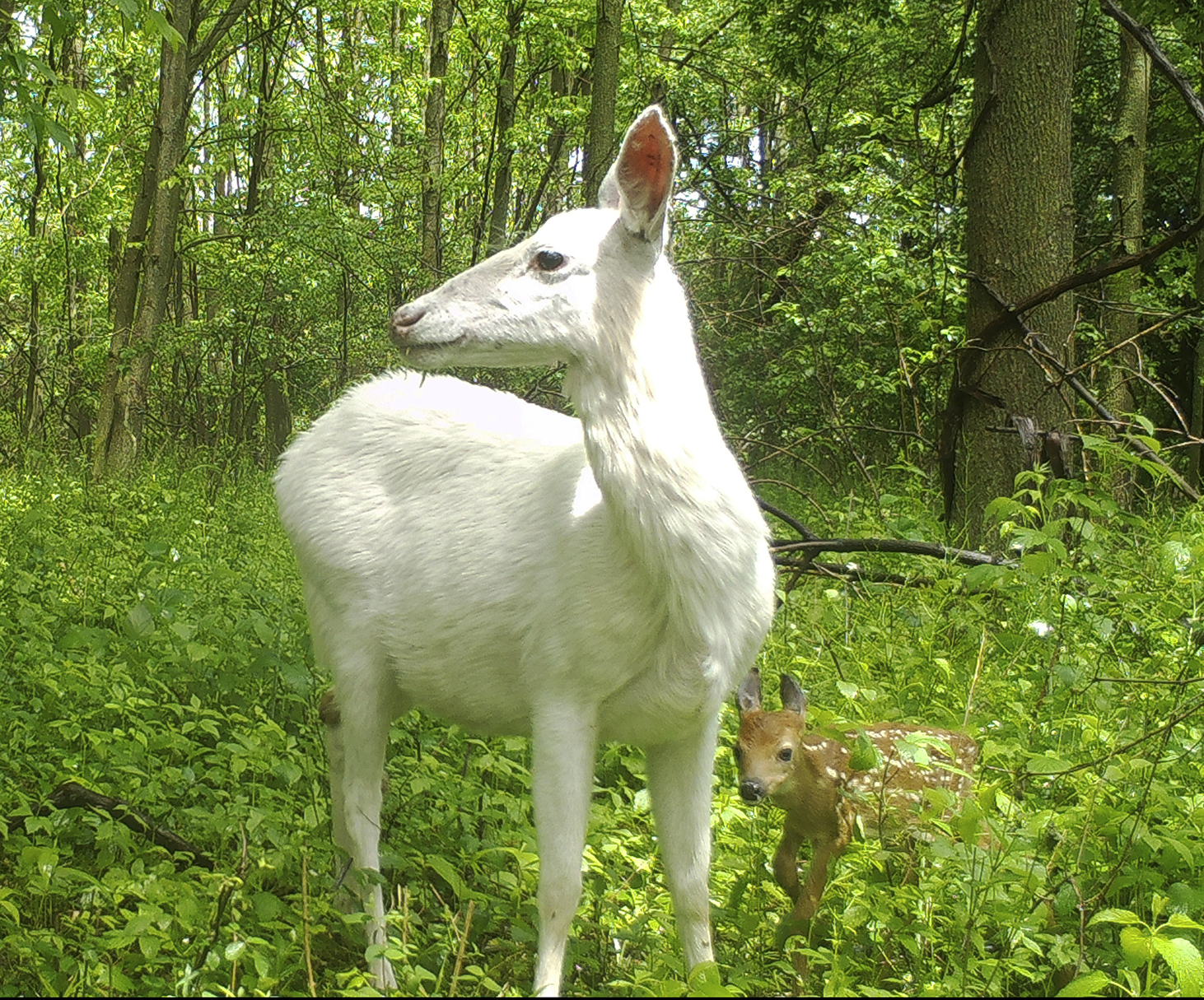 Rare white deer have a more promising future The Blade
