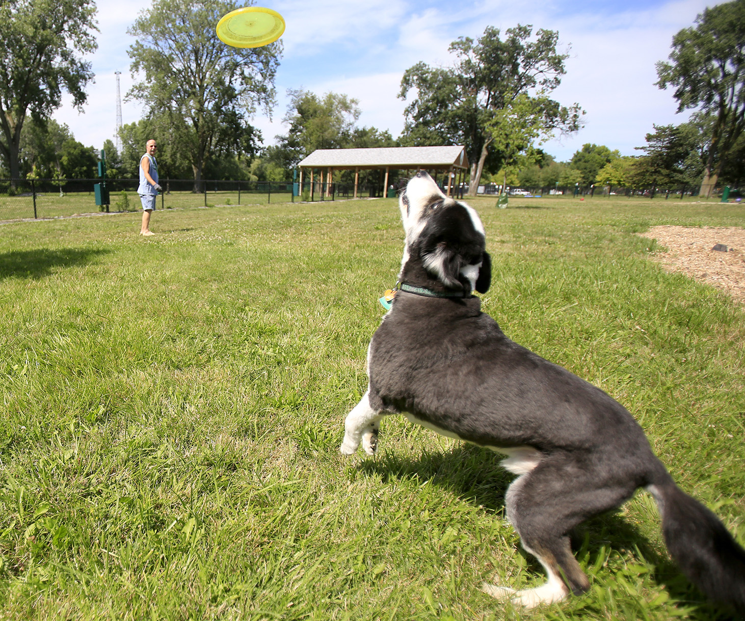 Dog catcher Border collie makes a leap for it at Glass City Dog Park