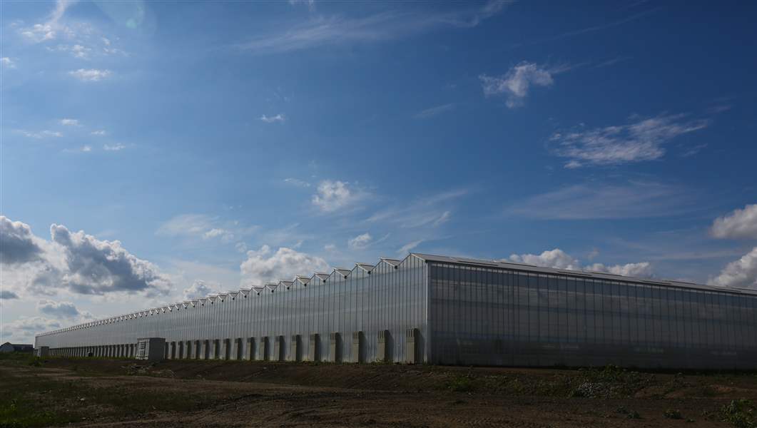 Delta greenhouse expansion on hold thanks to labor shortage The Blade