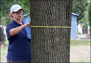 Stephanie Miller, urban forester at ODNR Forestry, measures the diameter of a tree at the 1123 Noble St., location for the project called the Street Tree Evaluation Project, an inventory on the health, species and diversity of city trees. It began 50 years ago and is done in Toledo and other cities such as Cleveland, Cincinnati, Columbus, and Wooster.