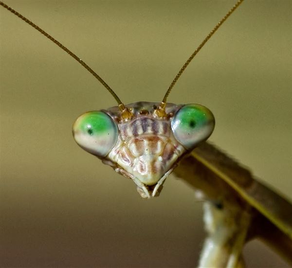 Alien-looking praying mantis is an eating machine - The Blade