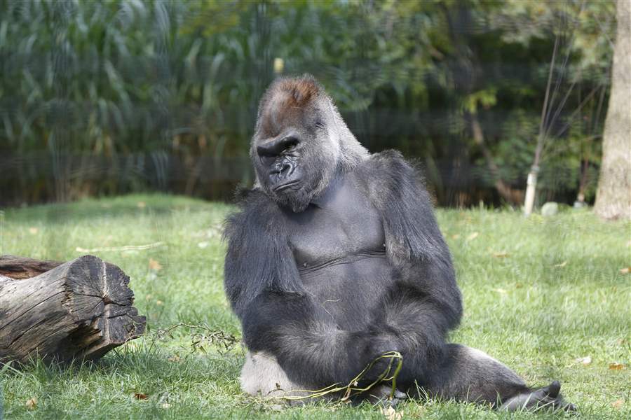 Toledo Zoo adds female gorilla Sufi from Houston The Blade