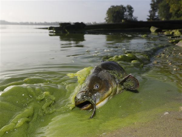 BGSU algae researcher to speak at New York symposiums