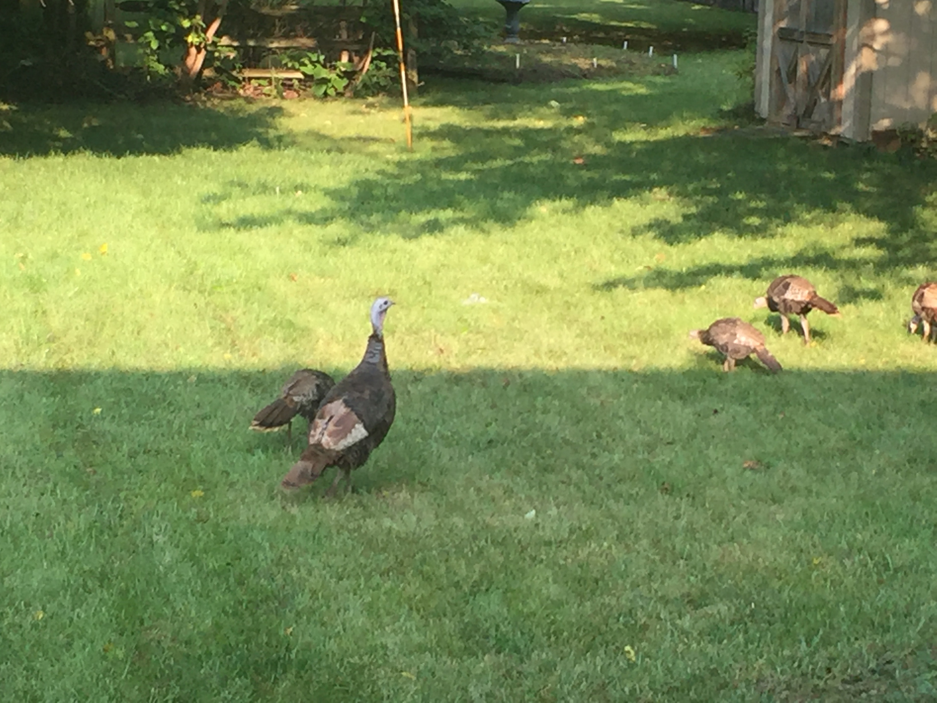 Wild turkeys continue remarkable recovery in Ohio The Blade