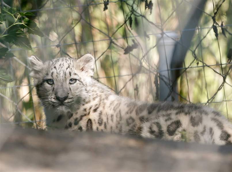 Toledo Zoo's snow leopard Dariga makes public debut - The Blade