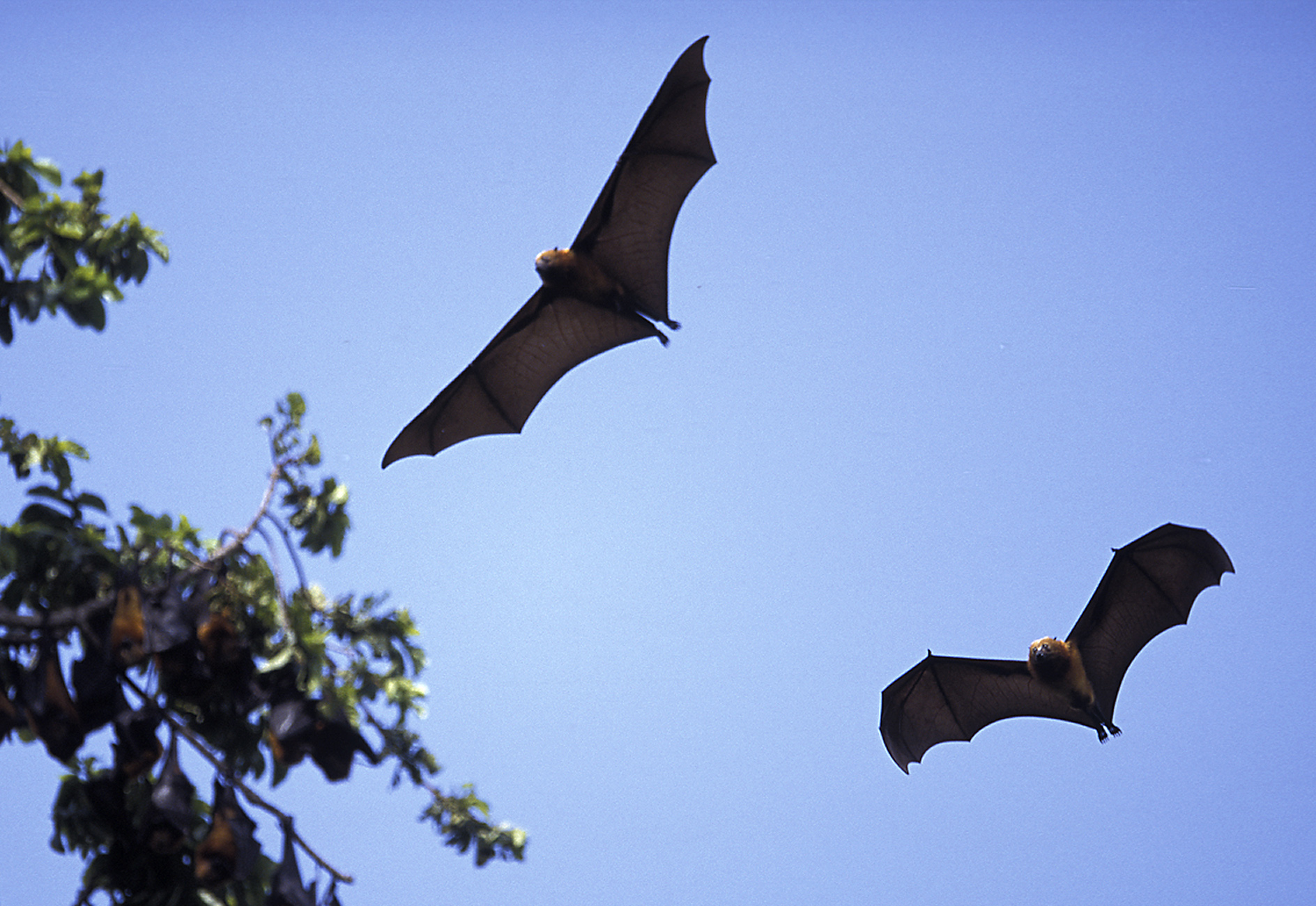 University of Findlay forum details bats in Ohio The Blade