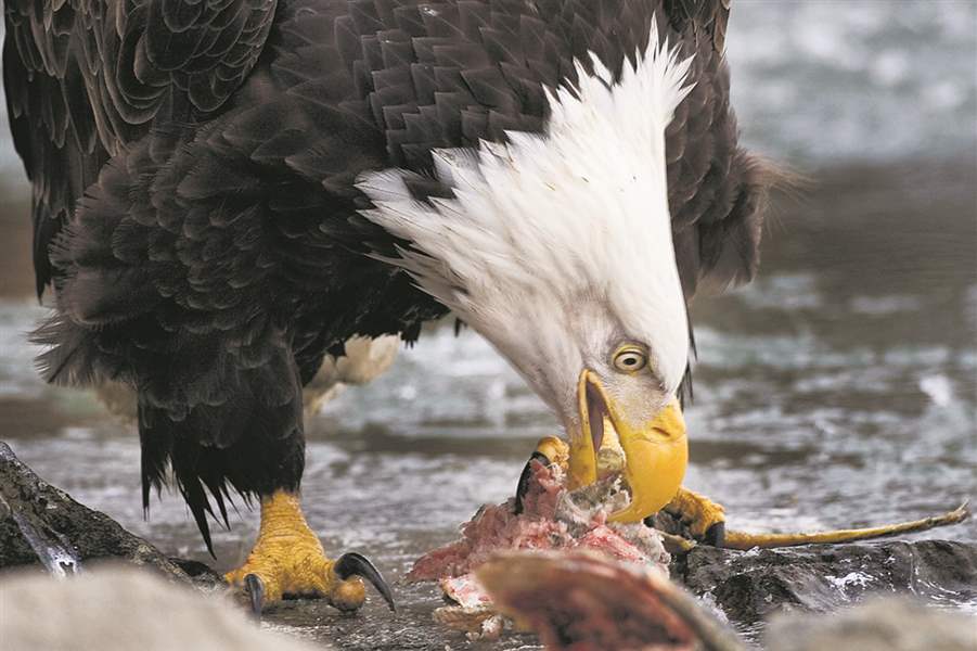 Scavengers are nature's undertakers The Blade