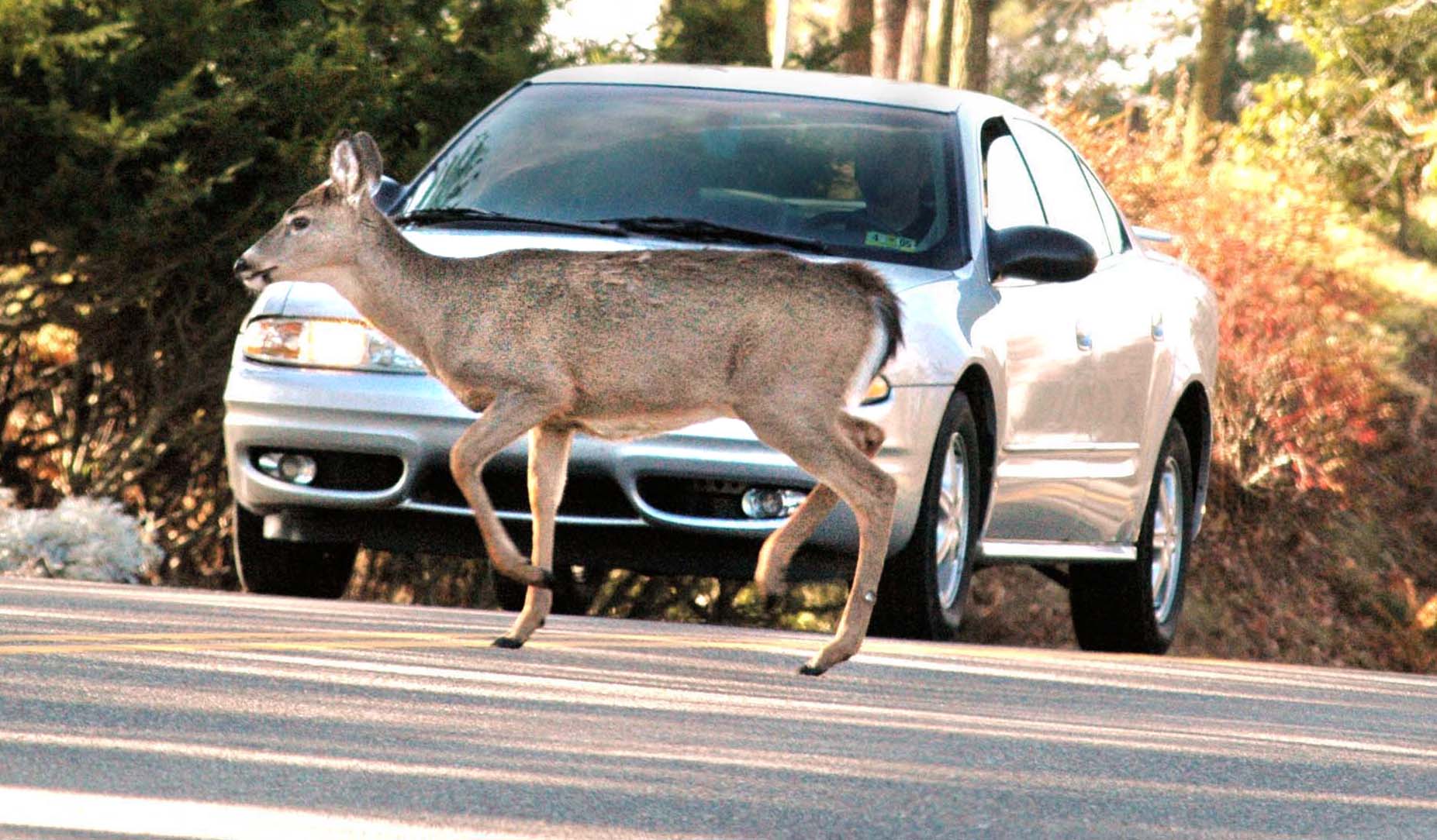 Car vs. deer crashes in Wood County spike in November The Blade