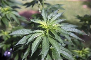 Maumee approved regulations to medical marijuana facilities Monday night.