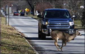 A deer sprints in front of a truck on Broadway St. in Maumee near Sidecut Metropark. It was the last of a small herd to cross, and safely made it to the other side.
