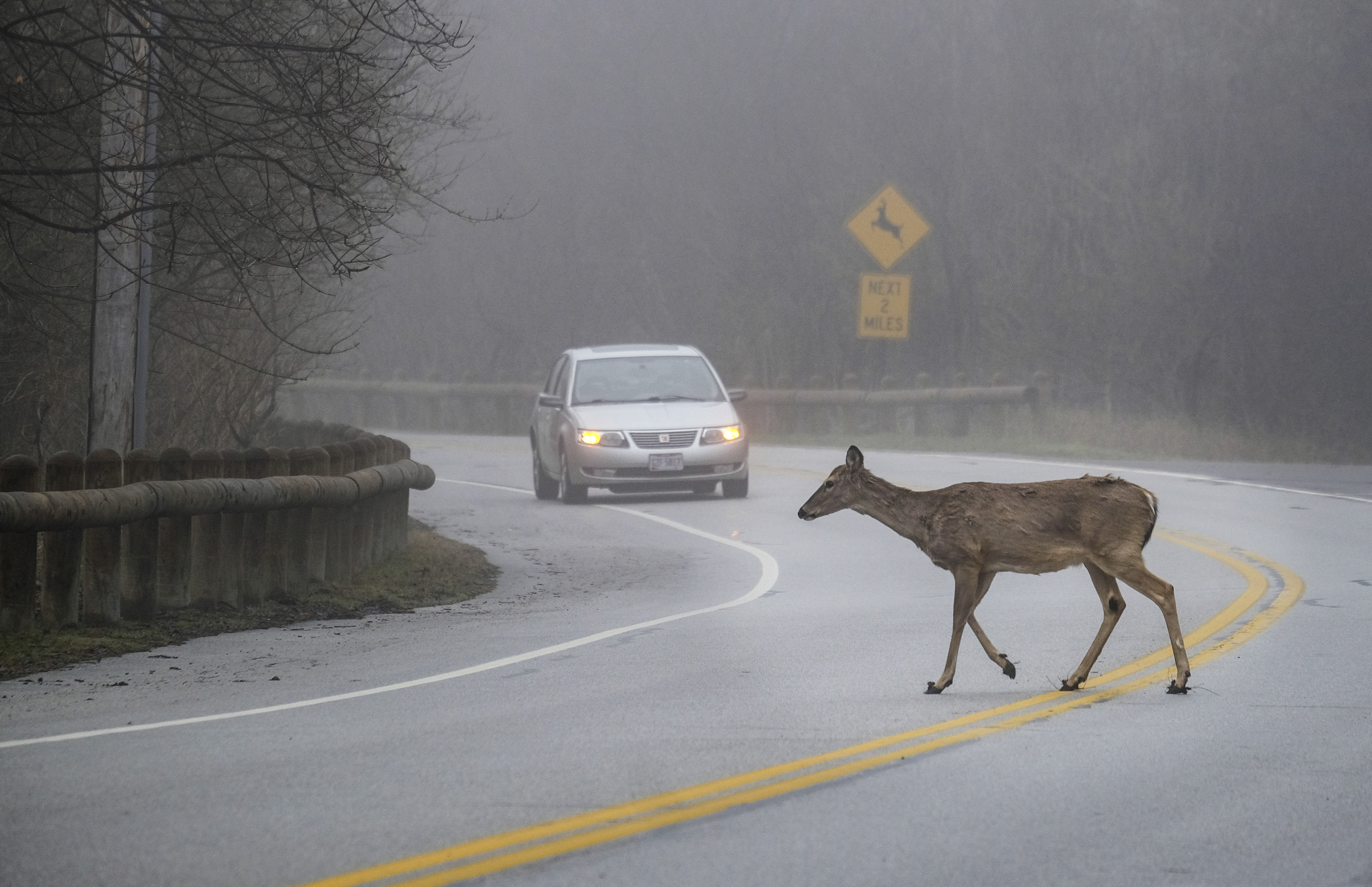 Fall factors frequently bring deer into roadway The Blade