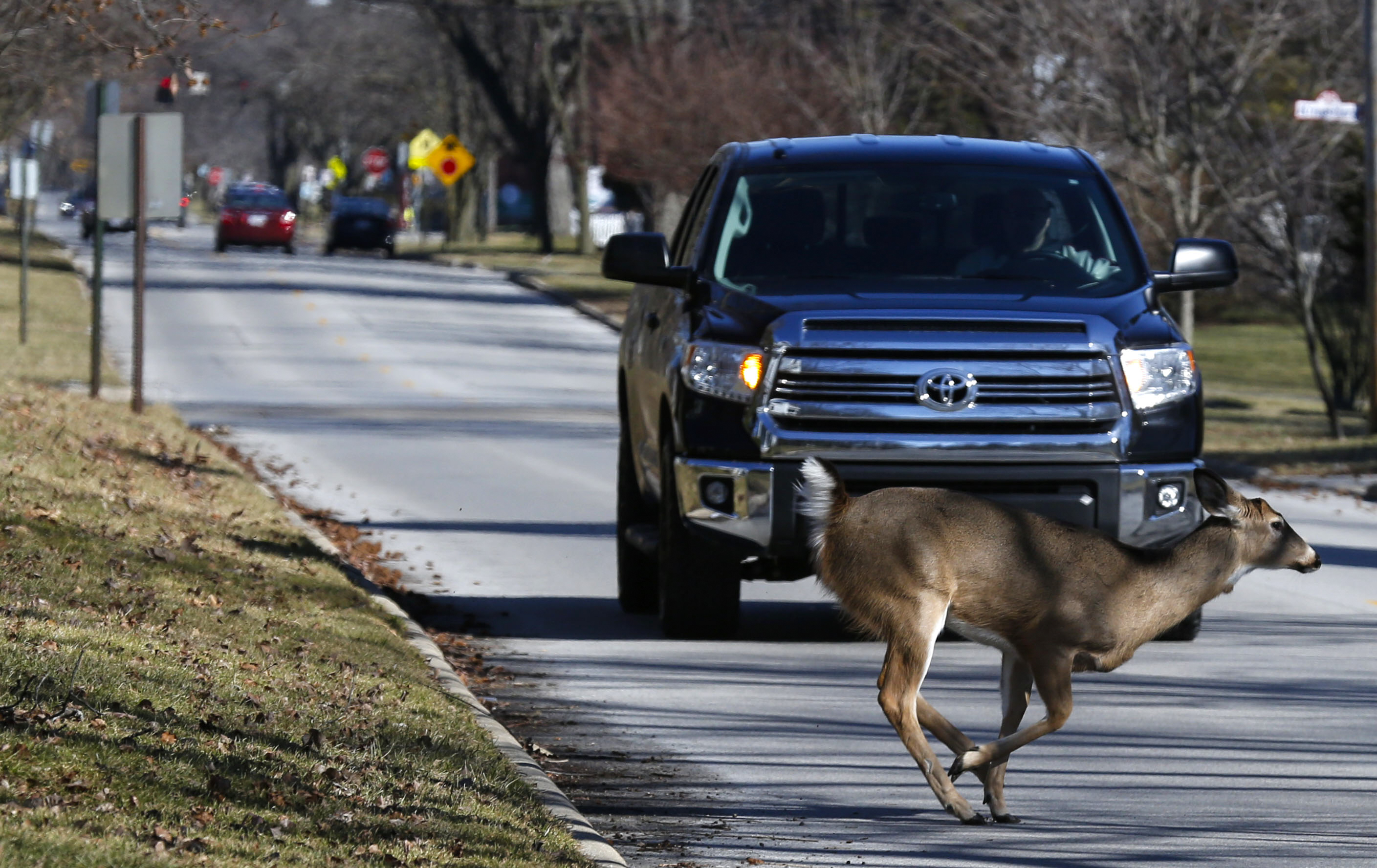 Fall factors frequently bring deer into roadway The Blade