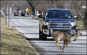 A deer sprints in front of a truck on Broadway St. in Maumee near Sidecut Metropark.