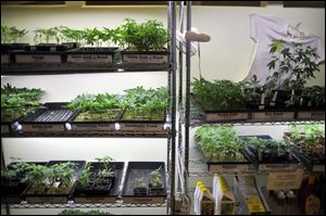 This Oct. 29, 2009, file photo shows trays of marijuana clones and gardening supplies underneath grow lights at the Peace in Medicine dispensary in Sebastopol, Calif. A rejected cultivator in Ohio is accusing the state of hiring a convicted drug dealer to get medical marijuana applications.