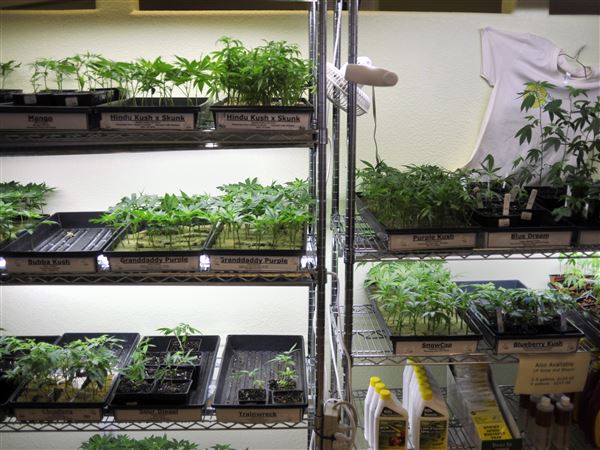 Several businesses apply for medical marijuana dispensary licenses in Toledo