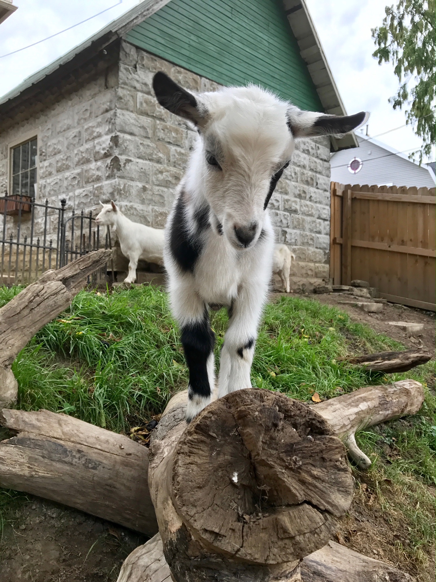 Emotional support goats ordered to be removed from property The Blade