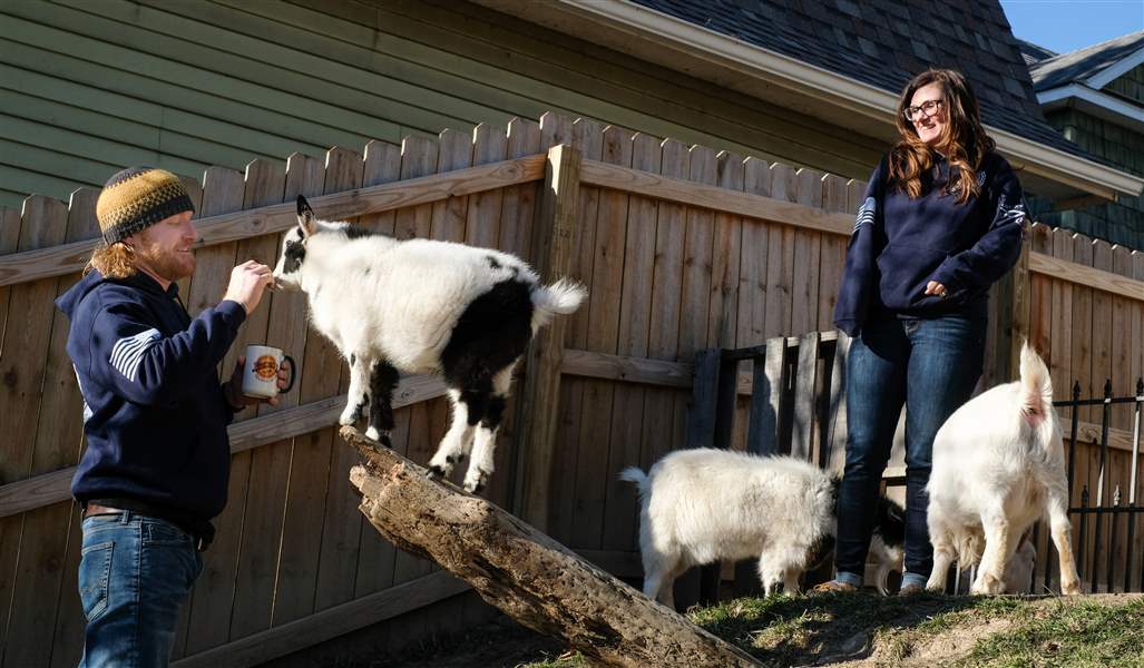 Emotional support goats ordered to be removed from property The Blade
