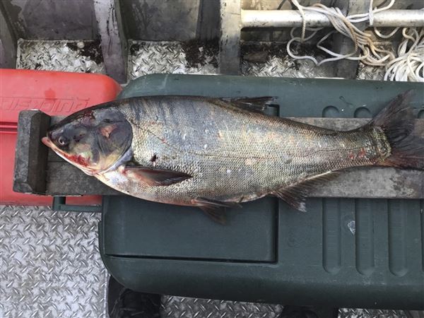 Young, old, Democrat or Republican: Great Lakes residents hate Asian carp