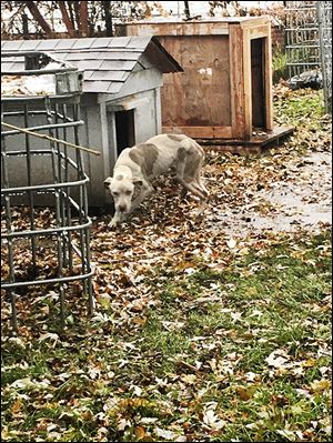 Photo from the Toledo Area Humane Society of T-Bone chained in the back yard in the 900 block of Evesham on Nov. 15.