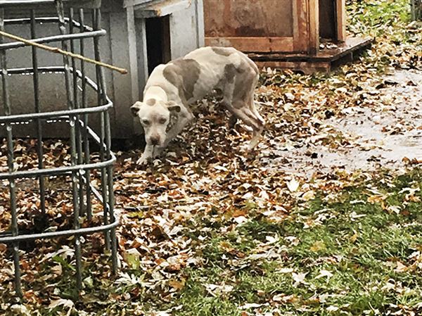 Animal abuse case involving tethered dog might be dismissed