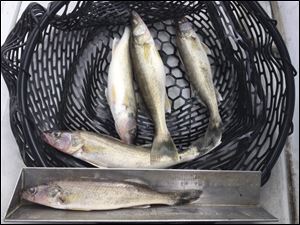 After very strong walleye hatches in both 2014 and 2015, western Lake Erie this past year was crowded with a huge stock of smaller fish, under the 15-inch minimum size. The experts see those fish providing the foundation for exceptional walleye fishing in the coming years.