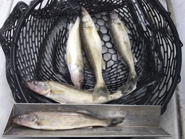 To the editor: Nothing sporting about fishing