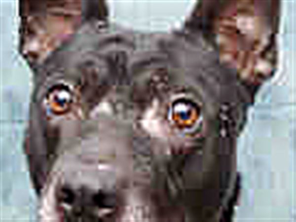Lucas County Dogs for Adoption: 1/28