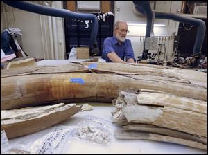 University of Michigan paleontologist Daniel Fisher sits near Bristle Mammoth tusks that were excavated from the Bristle farm.