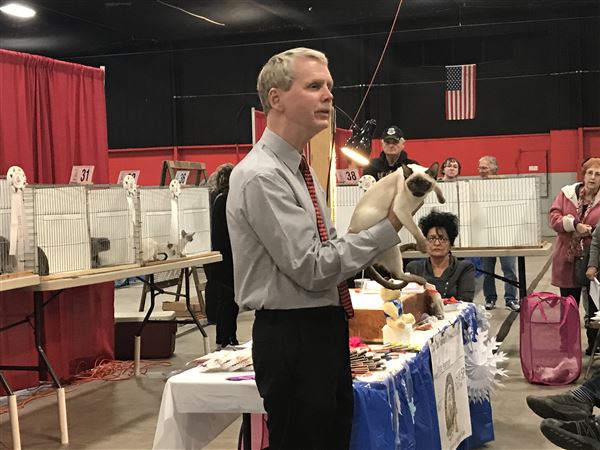 Finest felines shown off at cat show