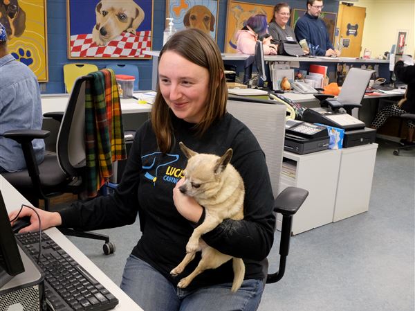 Lucas County shelter records lower kill rate, more adoptions in 2017
