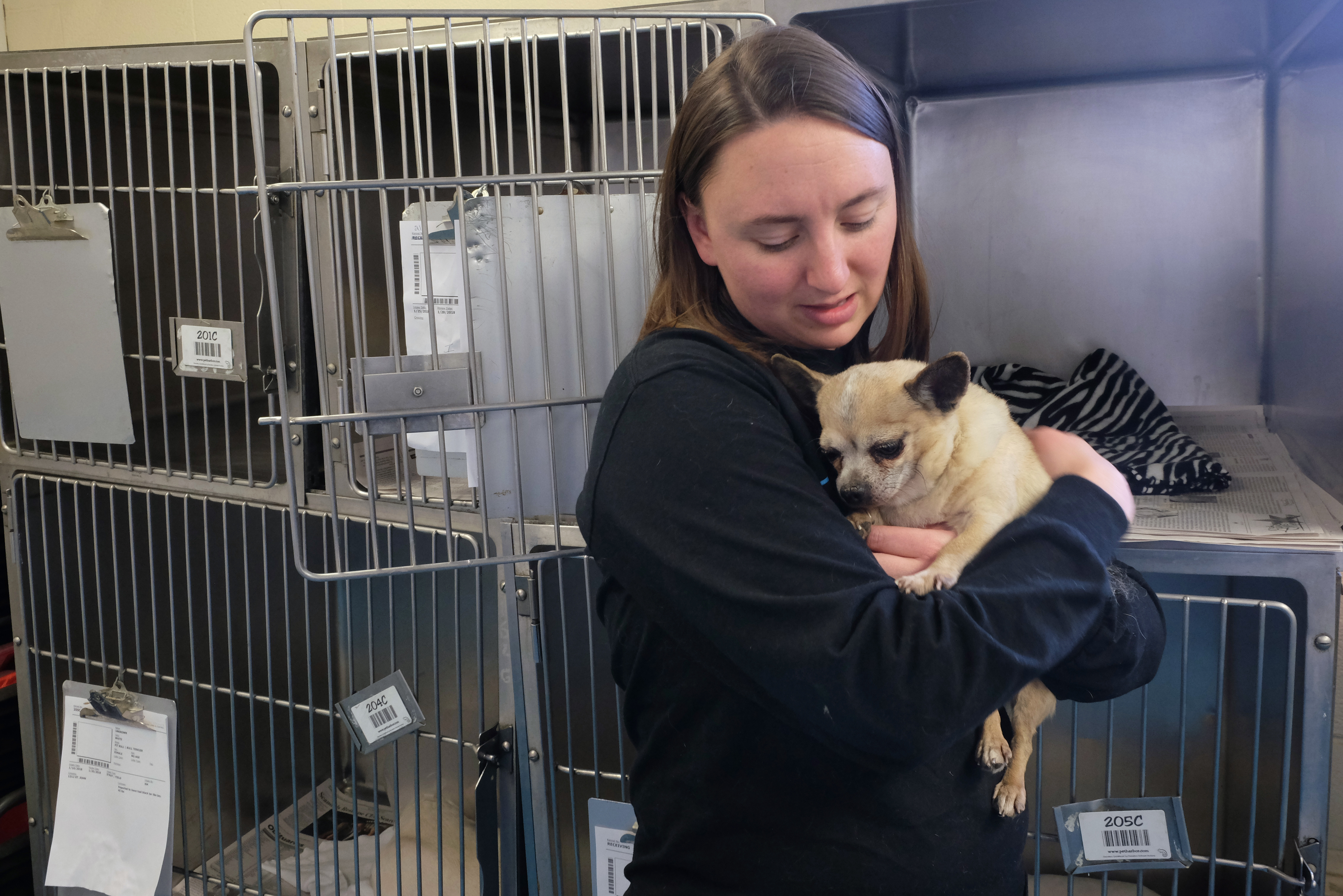 Lucas County Dogs for Adoption 3/14 The Blade