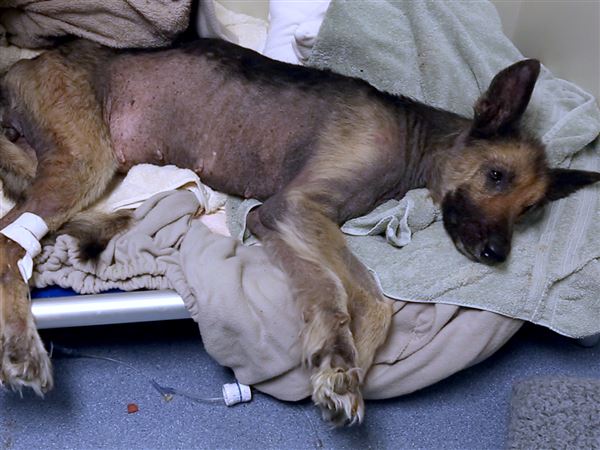 Humane Society seeks answers on dog's poor condition