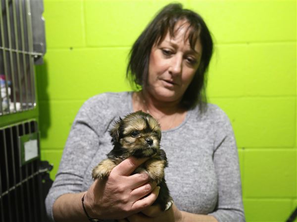 New homes await animals seized from suspected Rome Township puppy mill