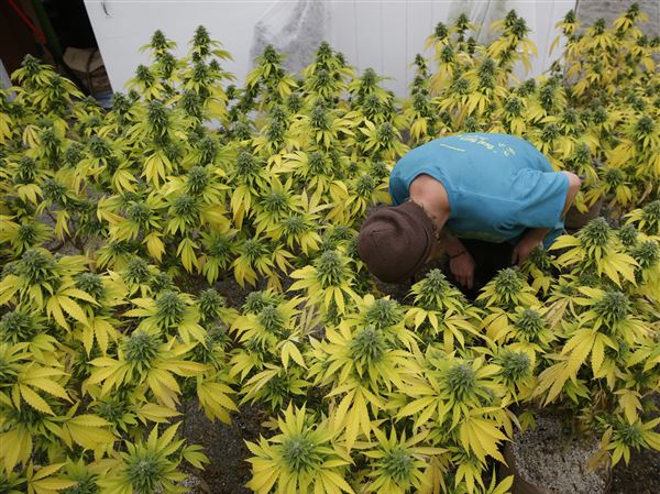 Toledo Plan Commission approves marijuana dispensary permit