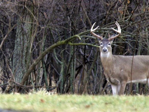 Archery hunters continue to play significant role in Ohio deer season