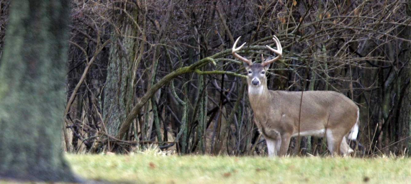 White-tailed-deer