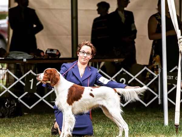 Several local dogs competing at Westminster