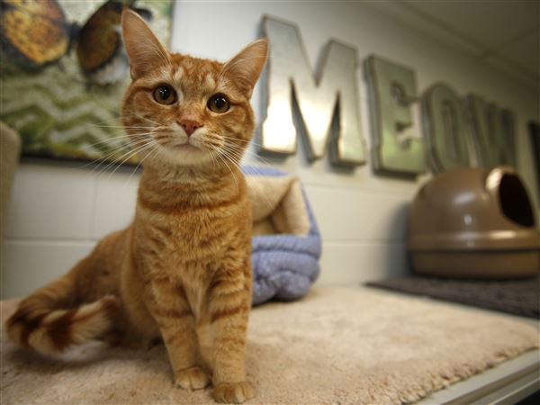 Friends in waiting at humane societies