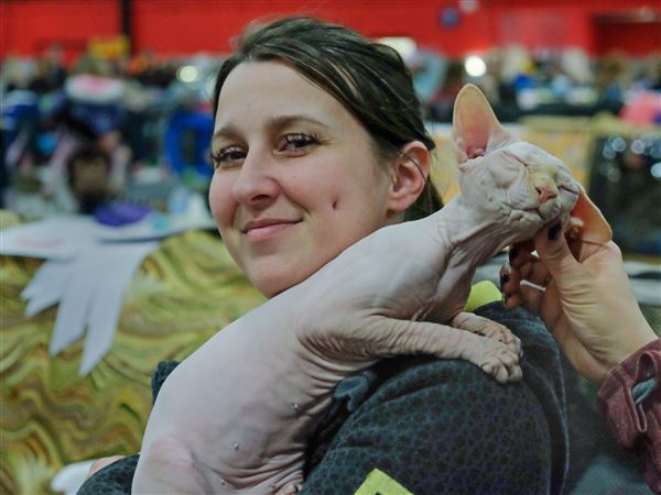 Purebred, household felines compete at International Cat Show
