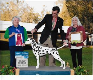 The Best of Breed Dalmatian named Spotlight Maybe It's Maybelline, or May for short, is co-owned by John and Elaine Bachey of Rossford. She got her title Monday,  This photo of Spotlight maybe It's Maybelline is from another show.