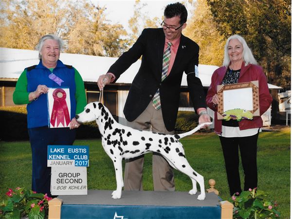 Locally owned Dalmatian wins Best of Breed at Westminster