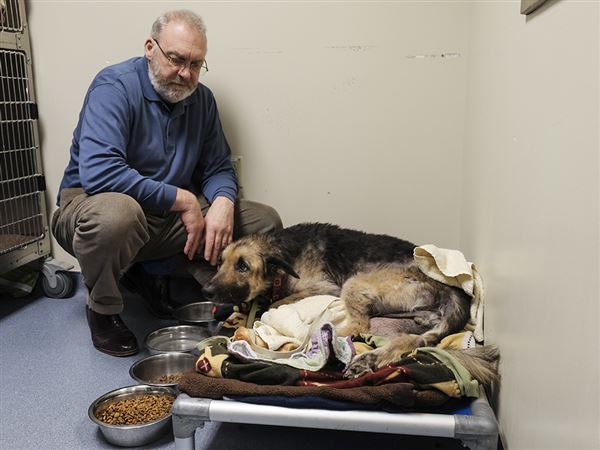 Animal cruelty charge filed in case of emaciated dog