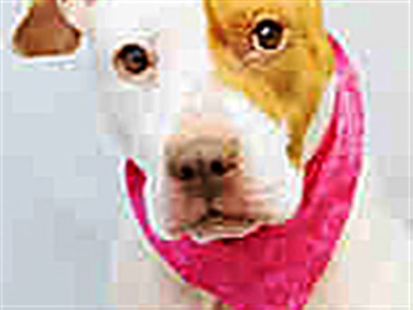 Lucas County Dogs for Adoption: 3/11