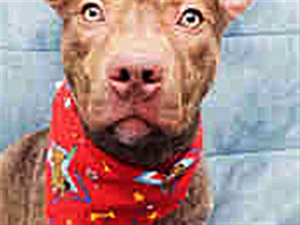 Lucas County Dogs for Adoption: 2/25