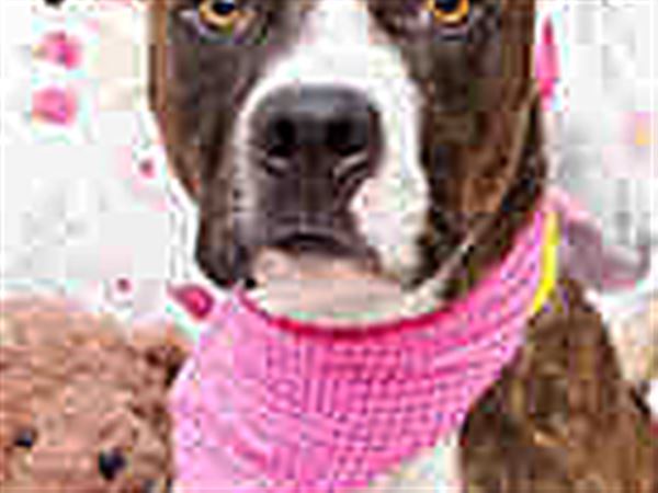 Lucas County Dogs for Adoption: 2/18