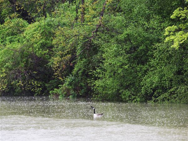 Flood warnings issued for area rivers