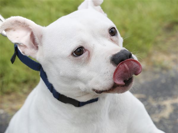 Monroe County dog license cost to double