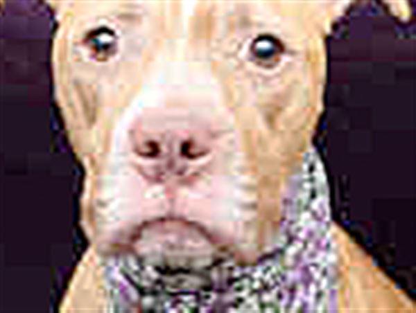 Lucas County Dogs for Adoption: 3/18
