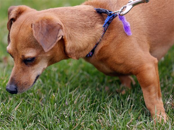 Fund-raiser to benefit spay/​neuter clinic set for March 25
